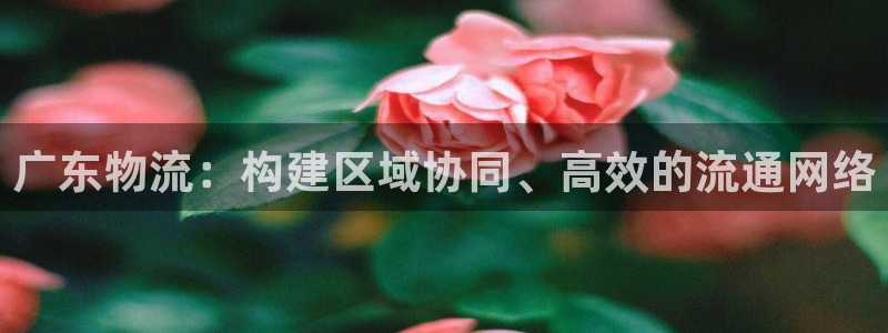 多多28退款：广东物流：构建区域协同